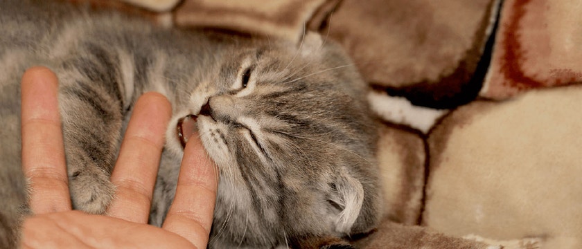 Cat Stress: Symptoms and Treatment