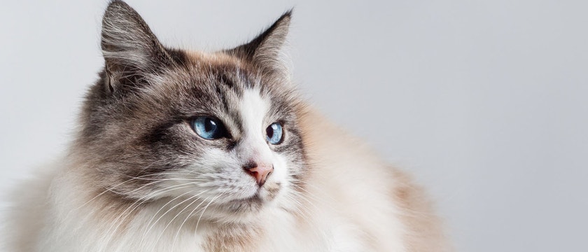Ragdoll Cat