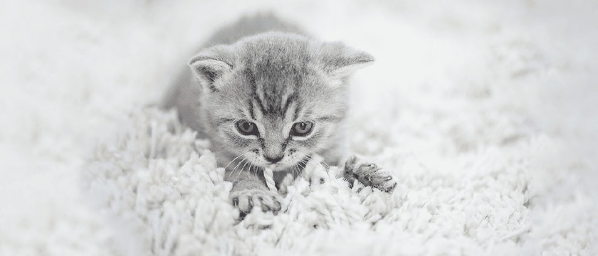 Cat Kneading: Why do Cats Knead
