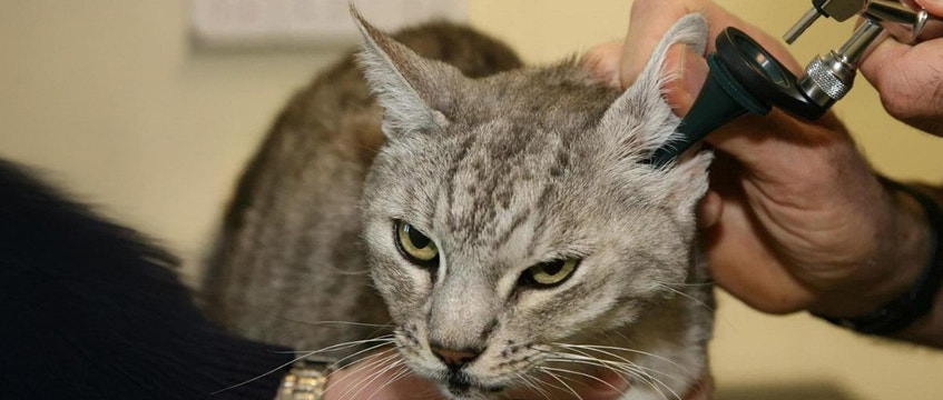 A gray cat being going through an ear examination.