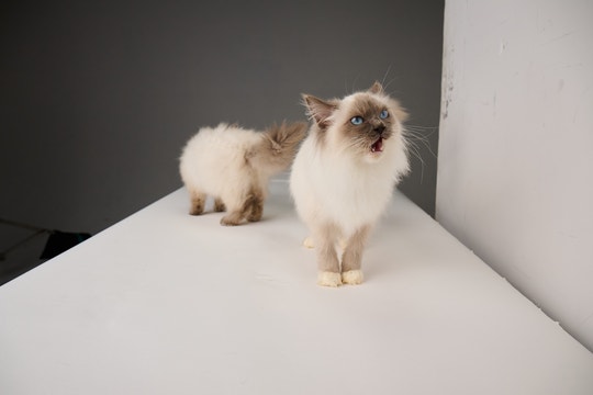 Himalayan cat on a white table meowing