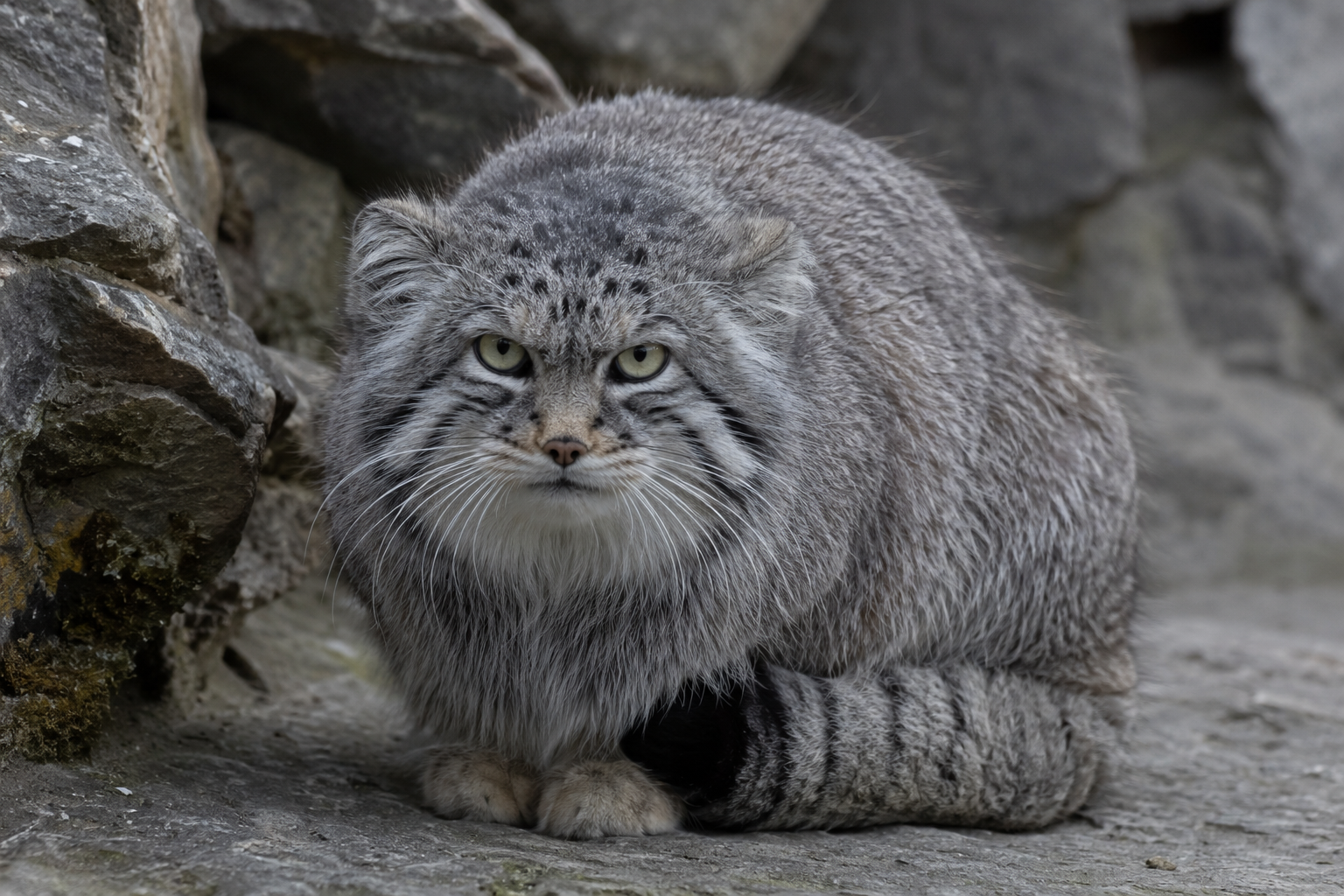 Pallas’s Cat Breed