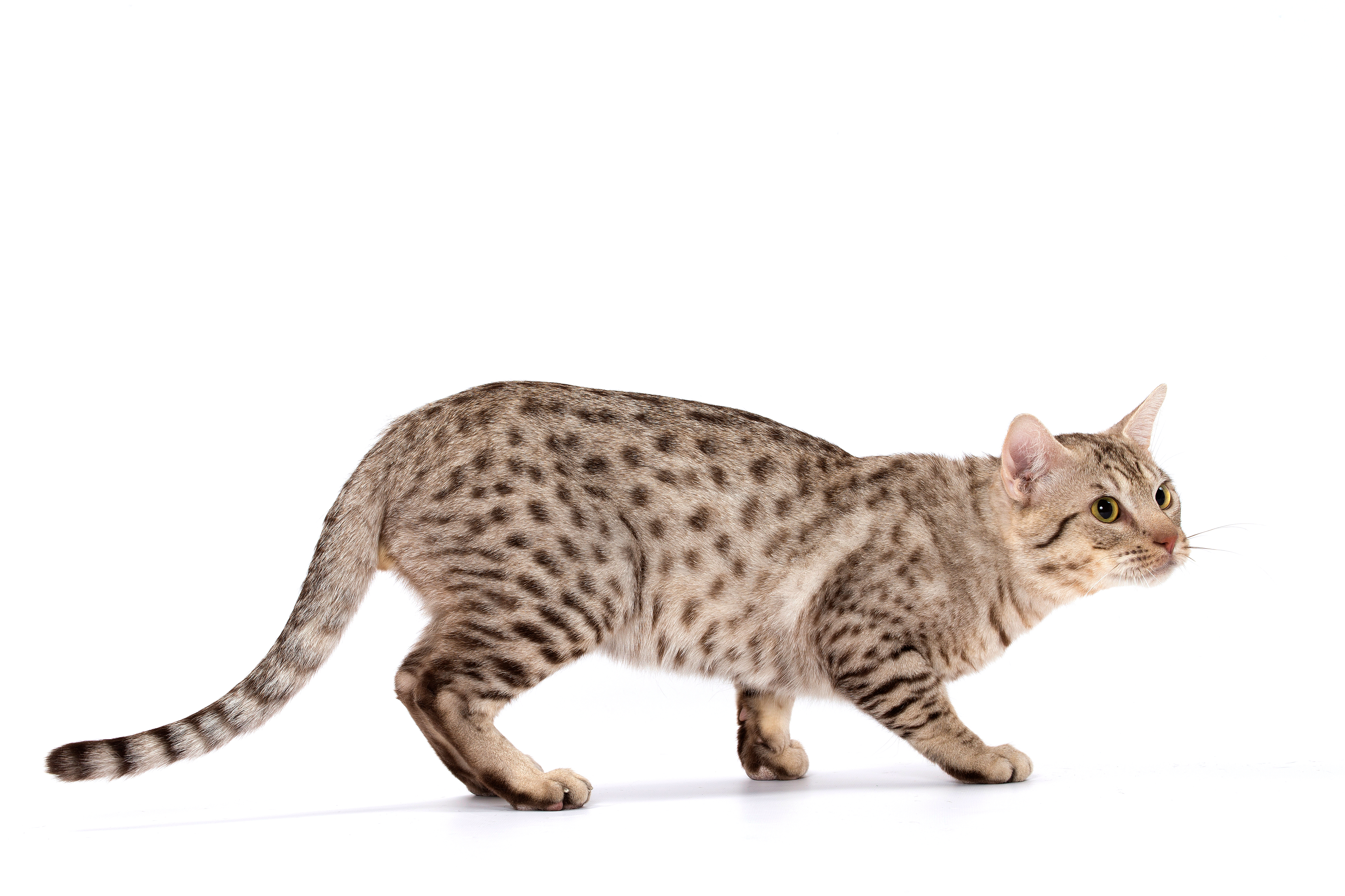 Savannah Cat