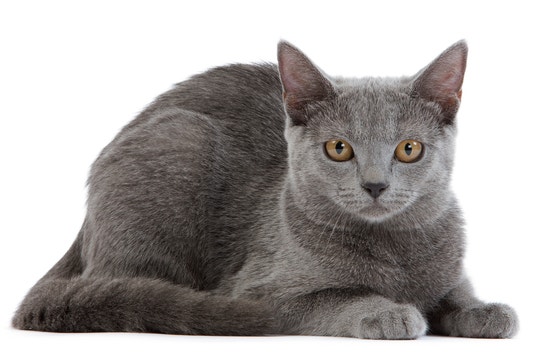 Chartreux Cat