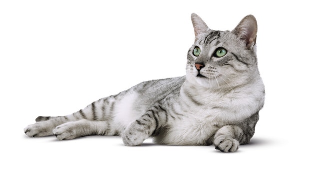 egyptian mau