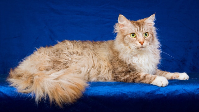 LaPerm Cat