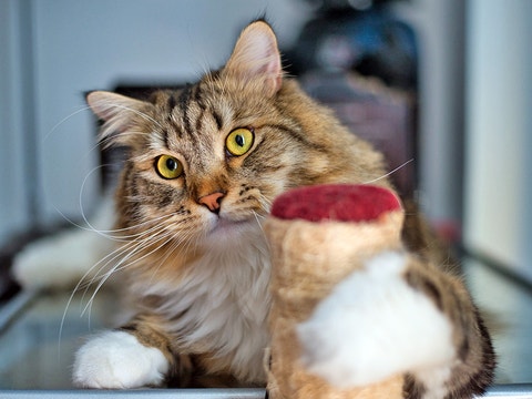 Ragamuffin