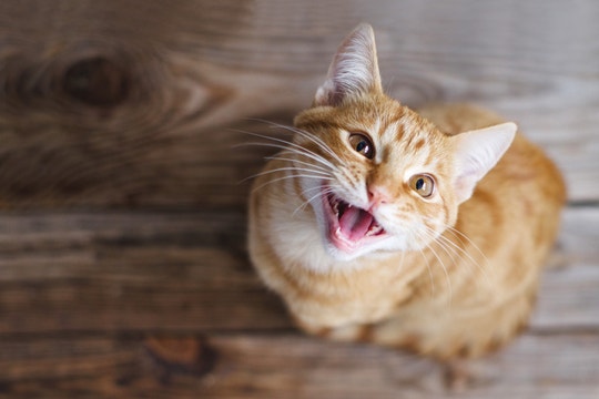 tabby cat