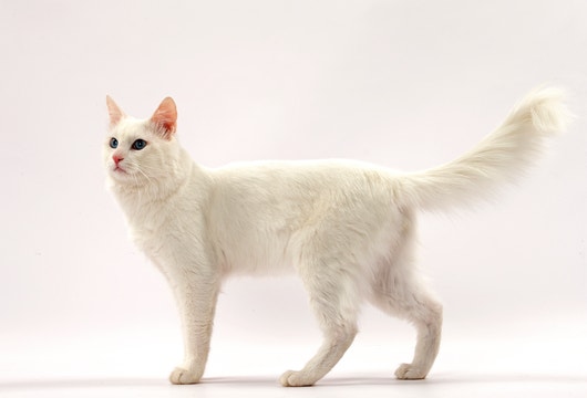 Turkish Angora