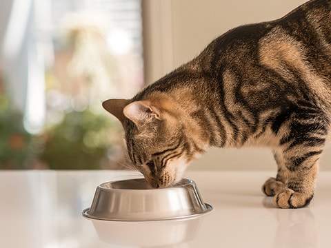 cat eating from his bowl