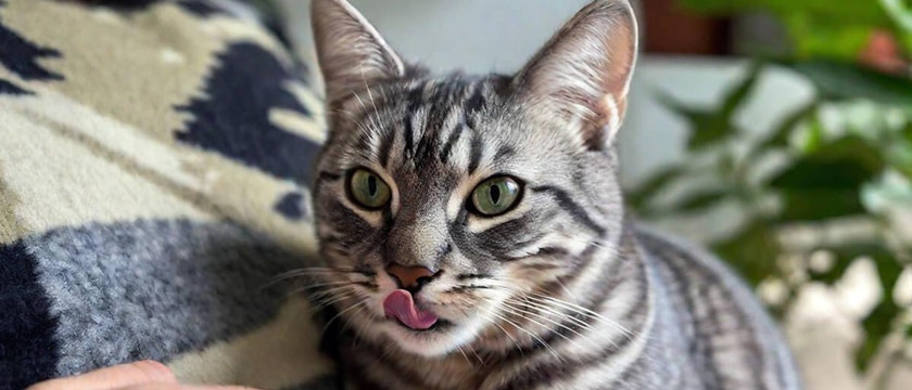 cat with his tongue out