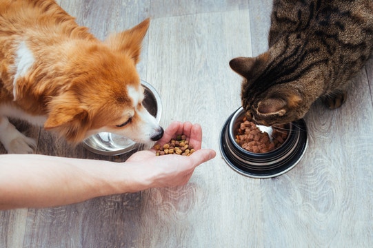 Can Cats Eat Dog Food?