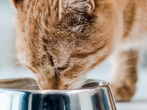 Can Cats Eat Eggs? 