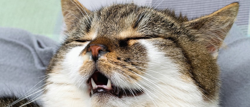 cat drooling