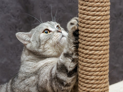 Cat Scratching And Clawing