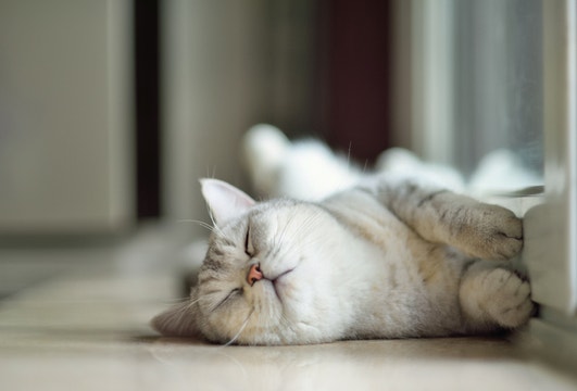 cat sleeping on its side
