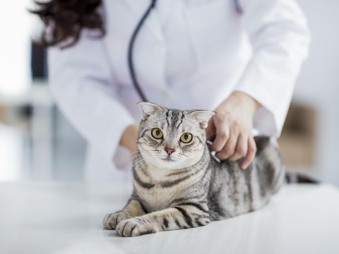 fiv in cats