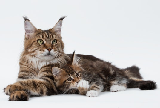 large cats