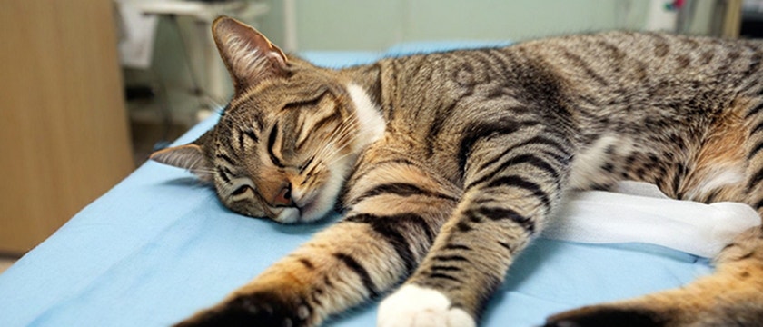 pyometra in cats