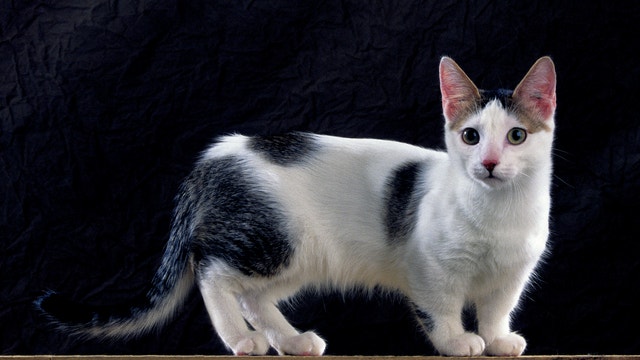 small cat breeds