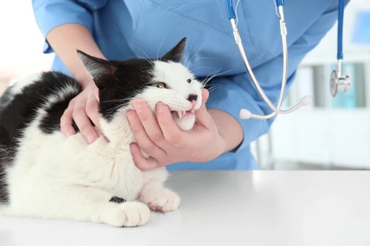 cat stomatitis