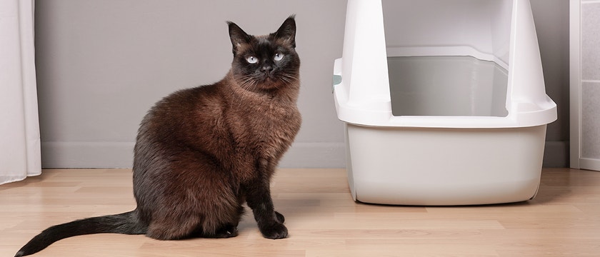 UTI in Cats