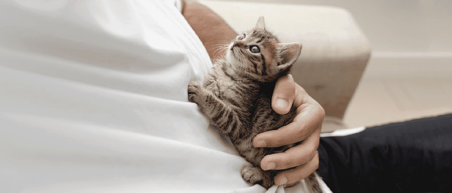 Adopting a Cat? Learn how to take care of a Kitten
