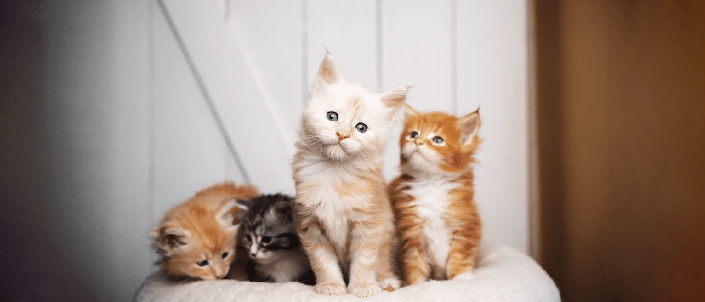 Factors to consider before choosing a cat: cat gender, personality & more