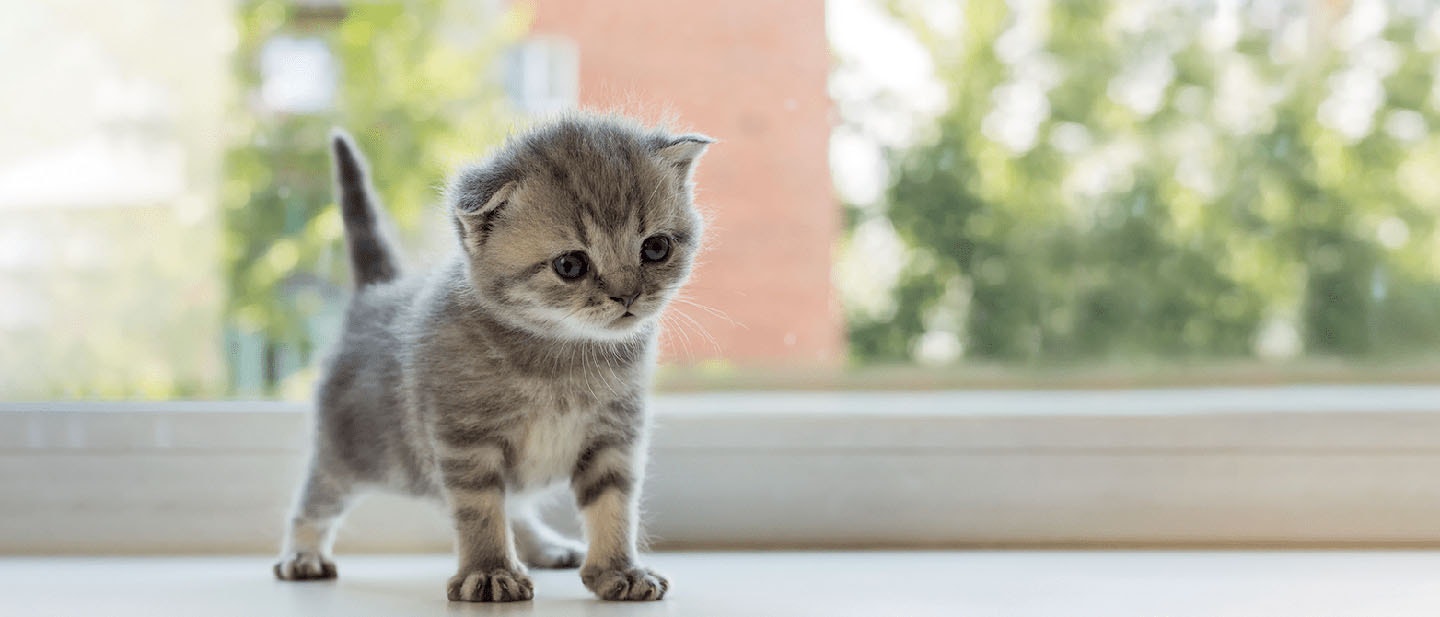 Bringing a New Kitten Home