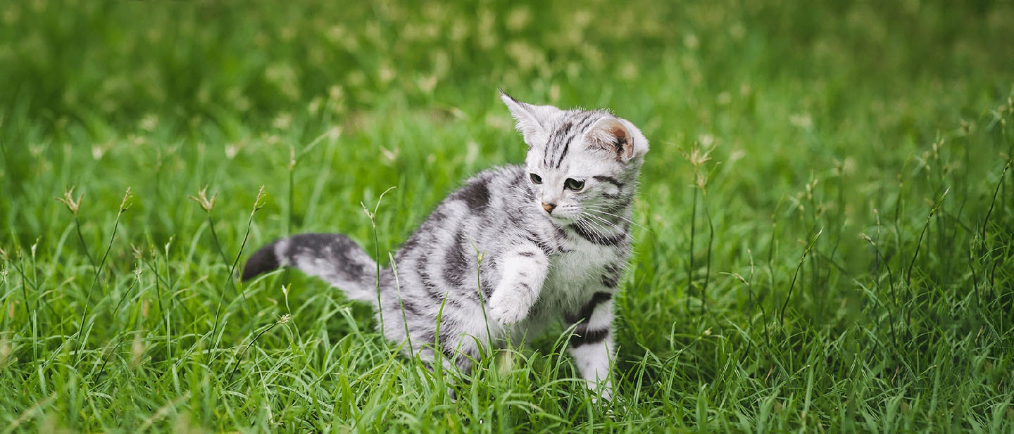 Indoor Vs Outdoor Cats