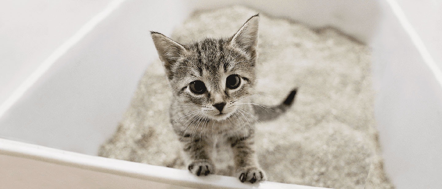 Cat Litter Training: How to Train a Cat to Use a Litter Box
