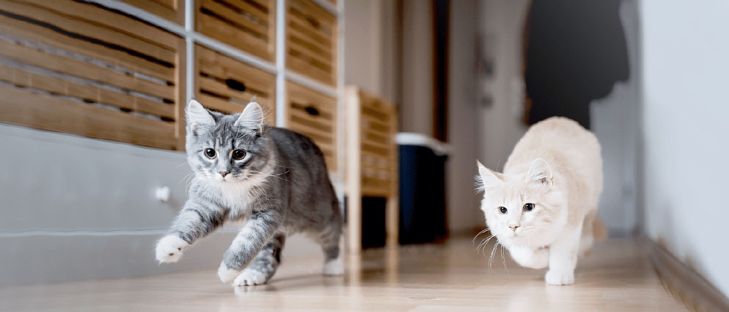 Cat Proofing: Make Your Home Scratch Proof & Safe