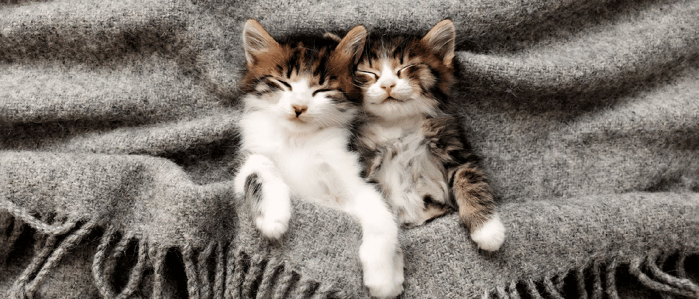 How,what & why of Sleeping Cat Habits