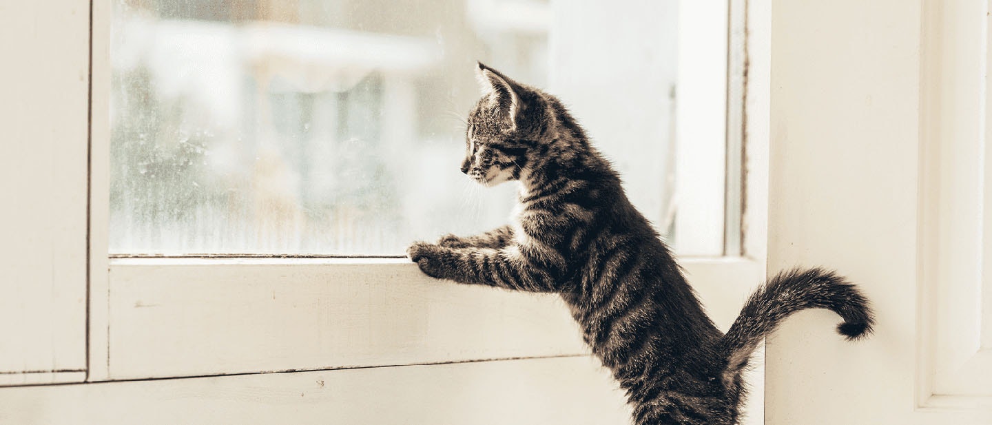 Taking Care of Your Cat When You’re Away