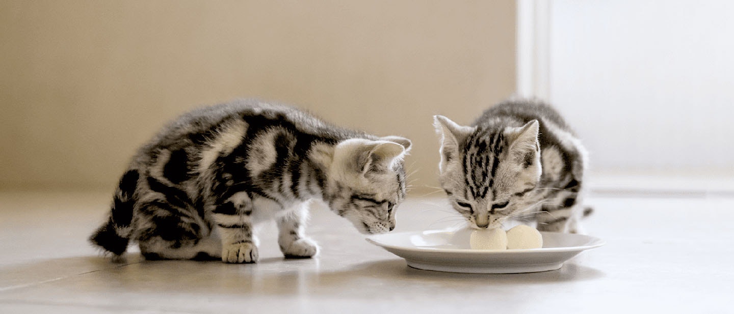 Recommended Kitten Food for Kittens