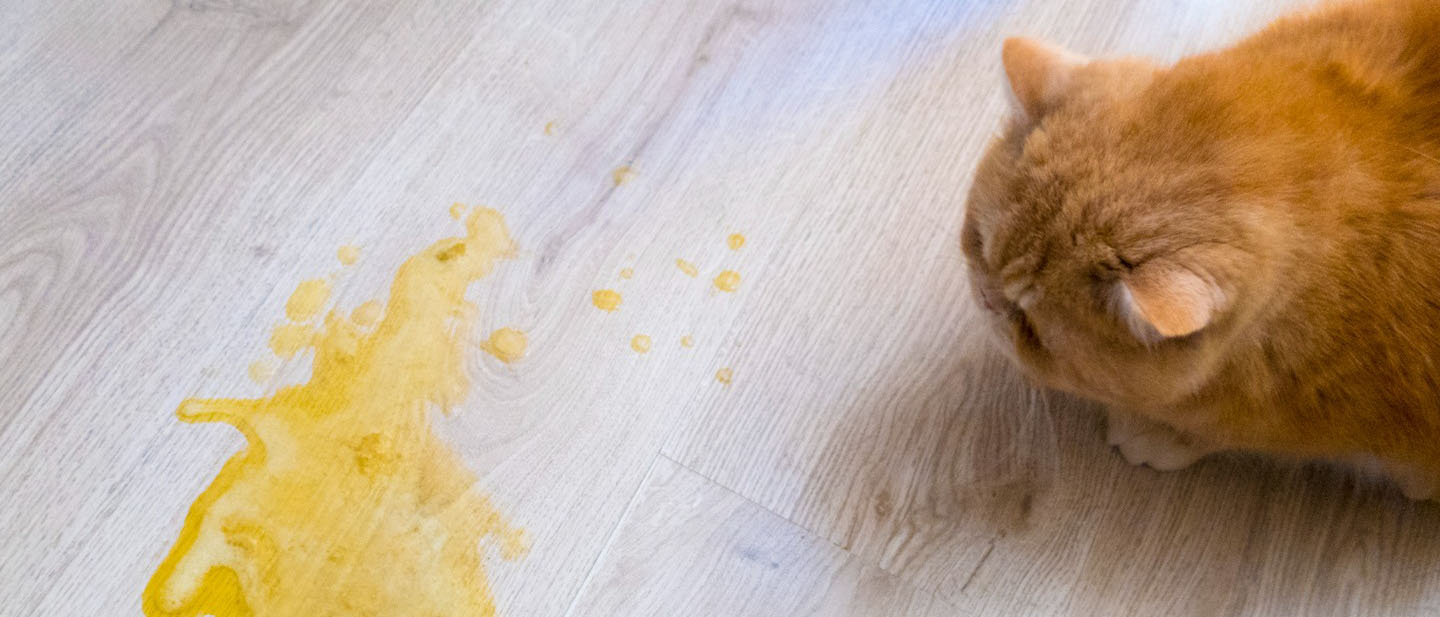 Top view shot of a large ginger cat beside a pile of yellow cat vomit
