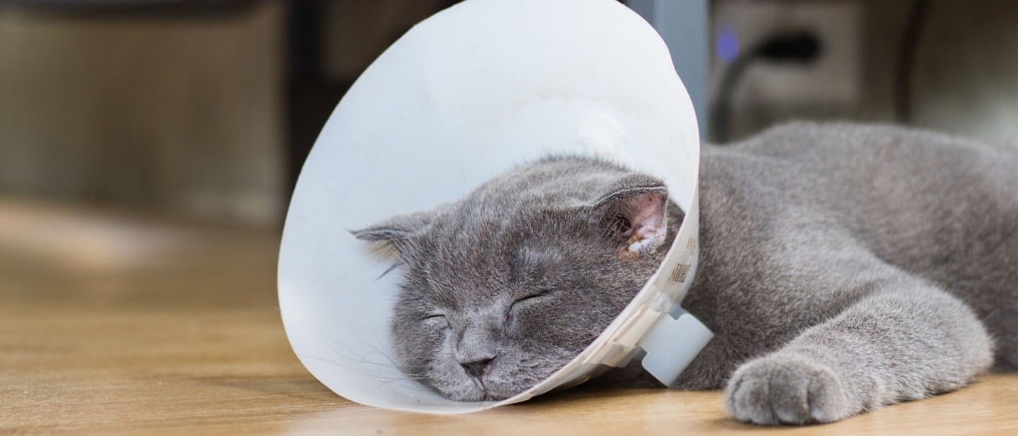 Gray cat wearing a protective cone collar lying on the floor, resting with eyes closed.