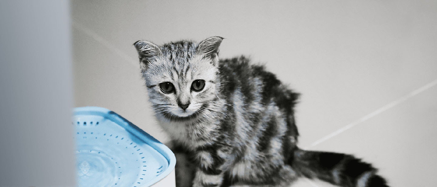 Cat Drinking Water- Tips to Keep Your Feline Hydrated