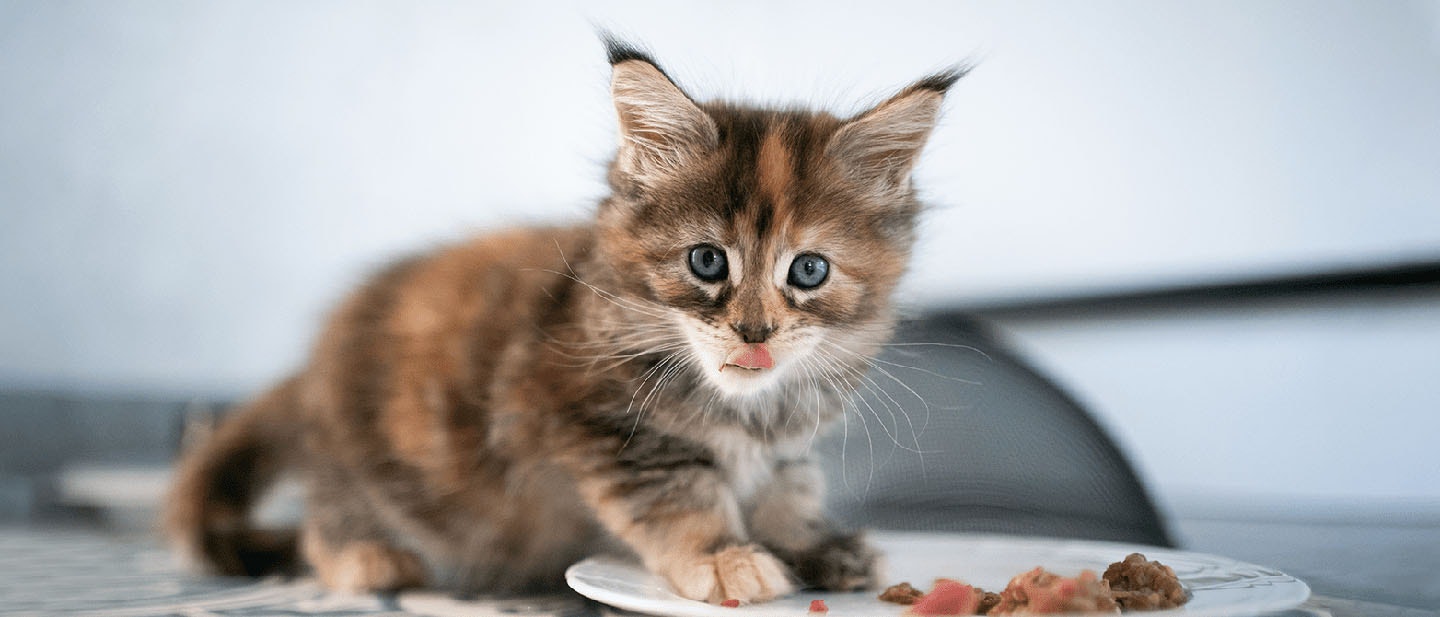 Learn When Can Kittens Eat Solid Food