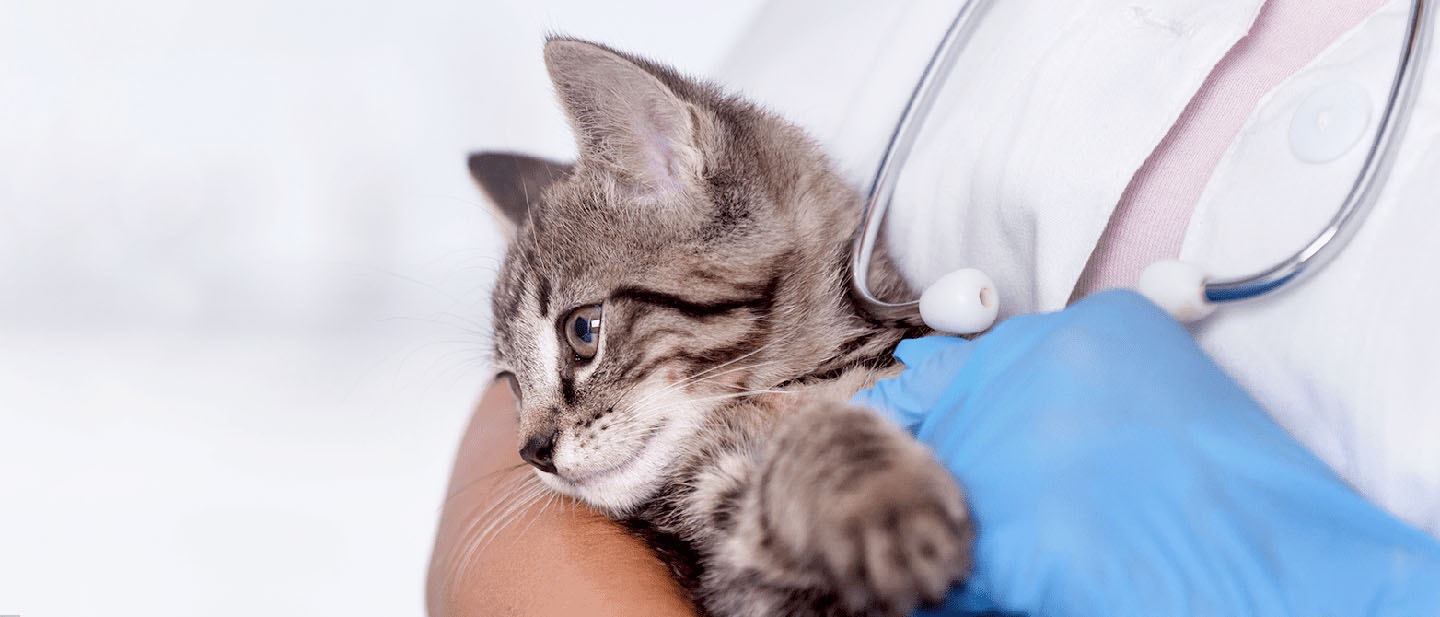 Your Complete Guide to Kitten Health: Health, Bonding, and Happiness