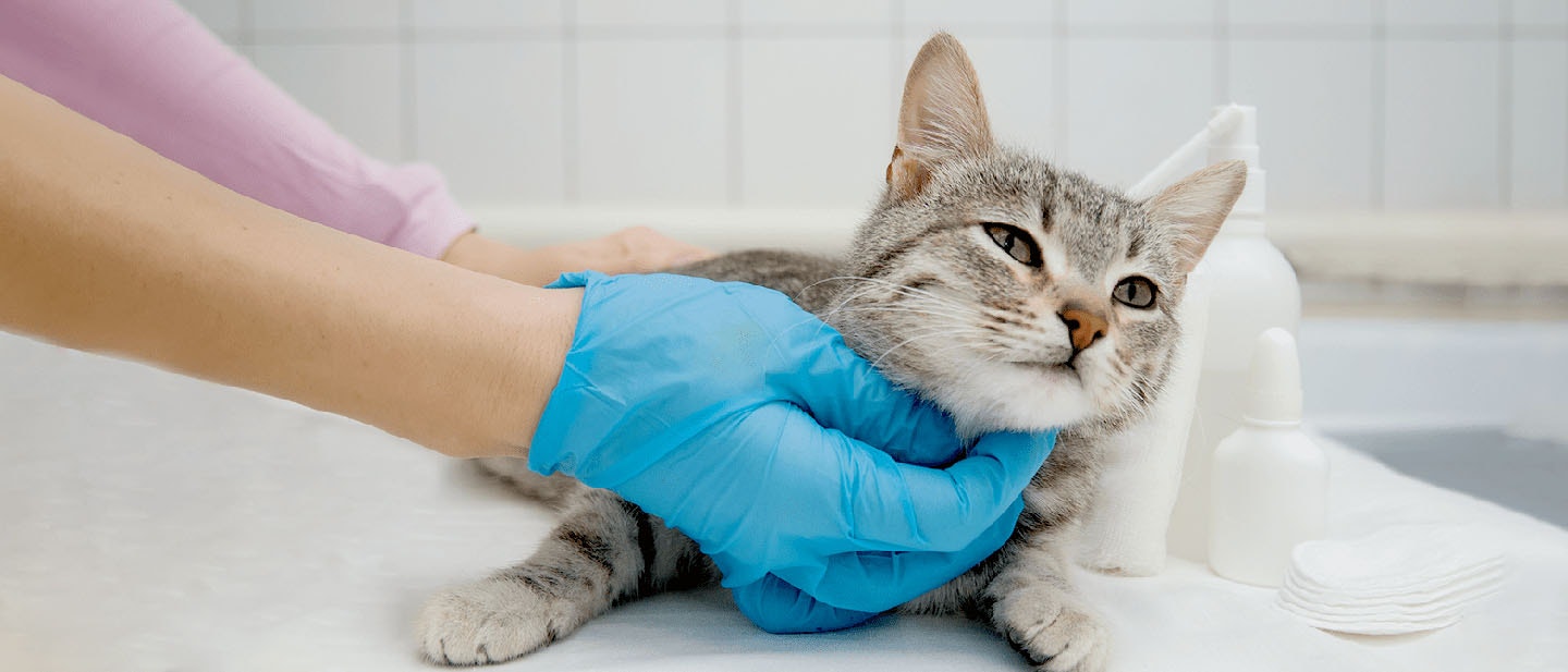 Cat Neutering