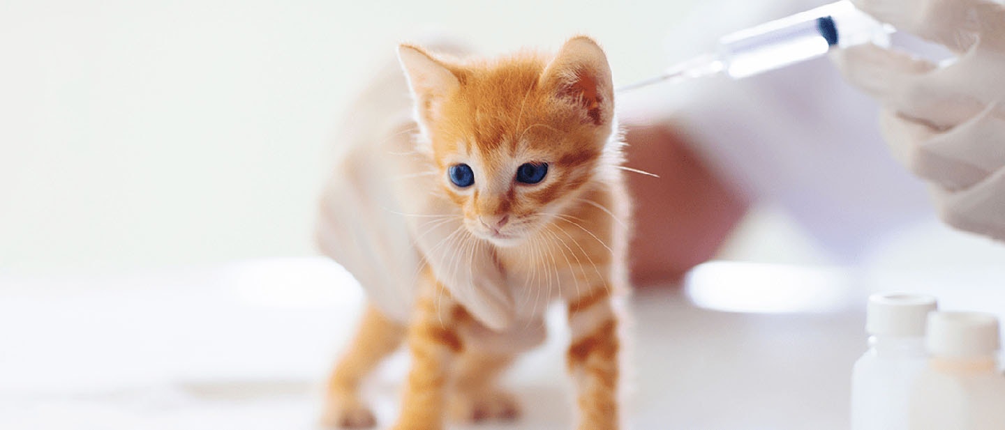 Cat Vaccination Benefits And Schedule