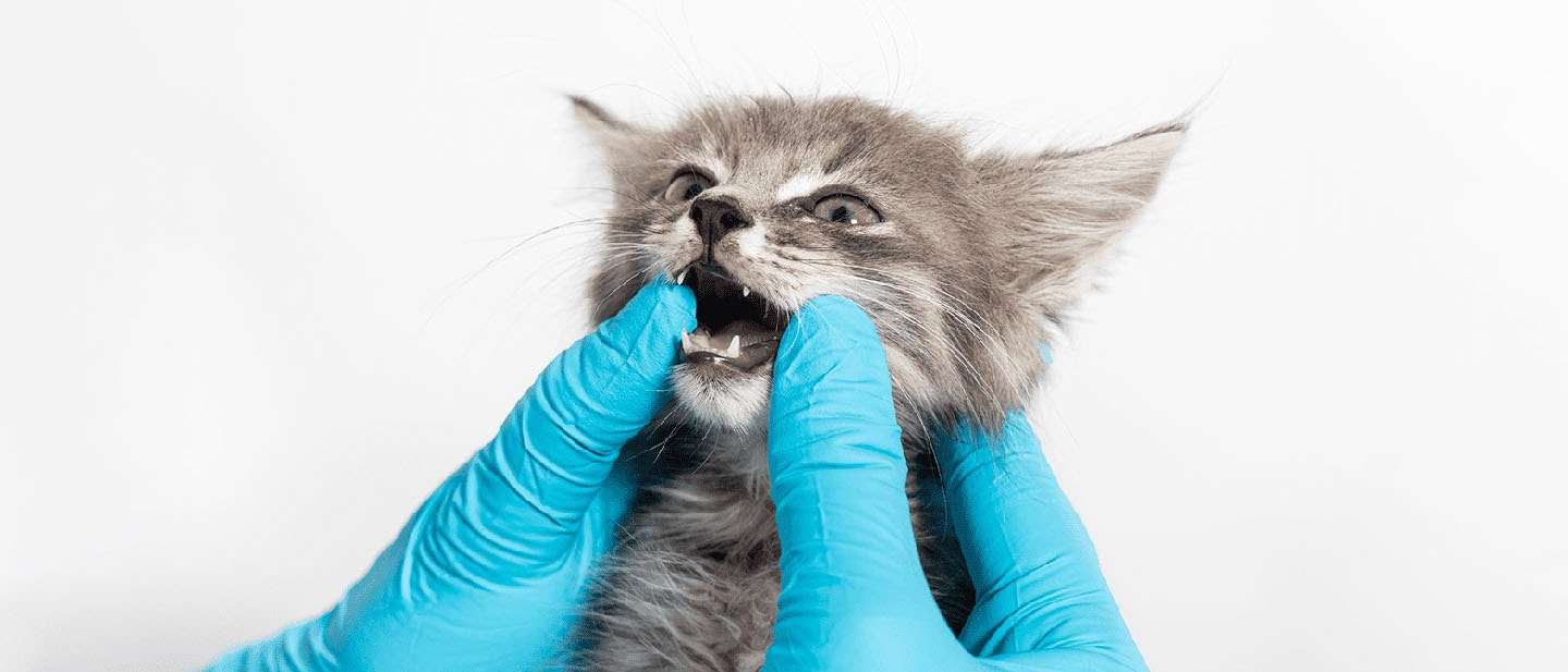 Tips to Brushing Cats Teeth Clean