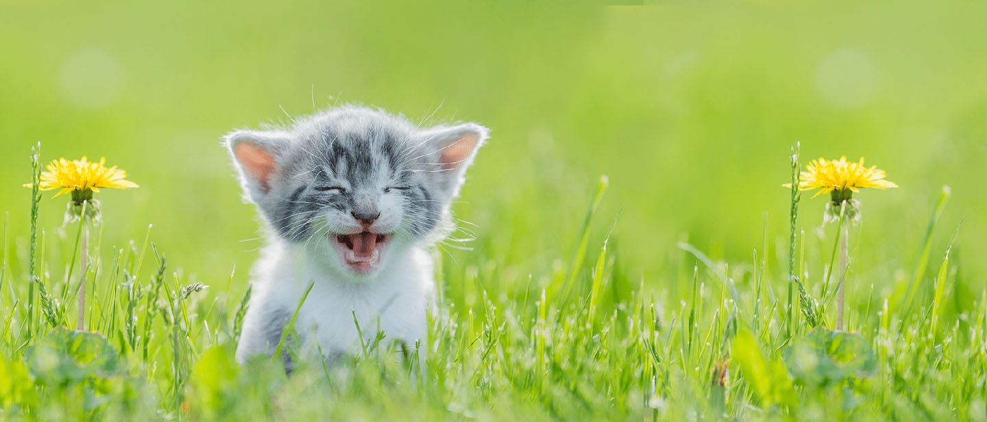 Understanding Kitten Sounds and Purring