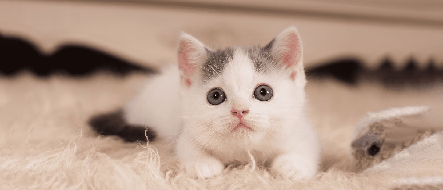 Kitten's Body Language Signals