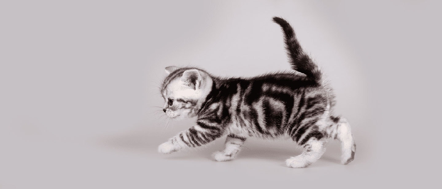 Kitten walking with its cat tail raised