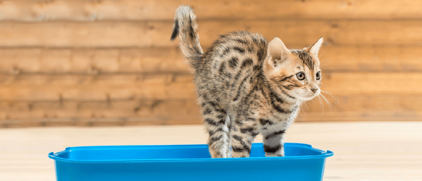 Cat Spraying: Why Do Cats Spray