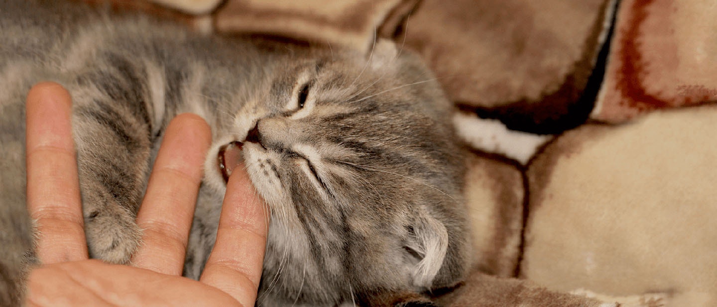 Cat Stress: Symptoms and Treatment