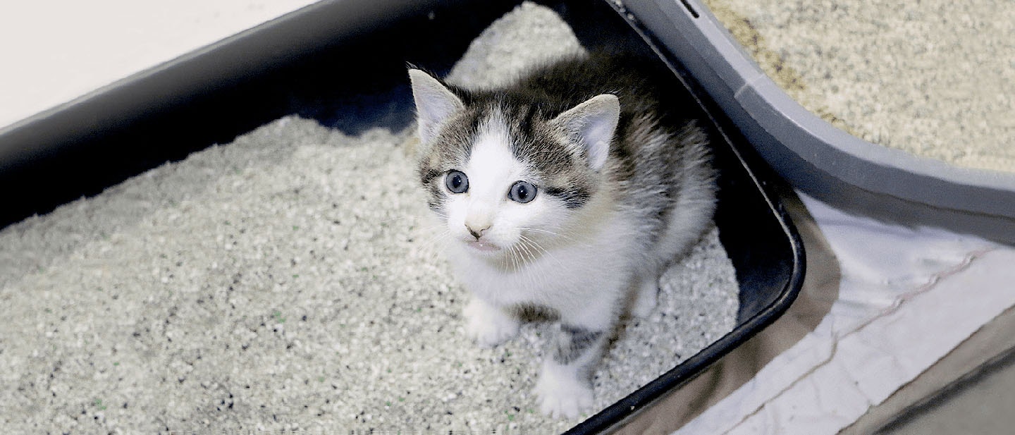 Litter tray training