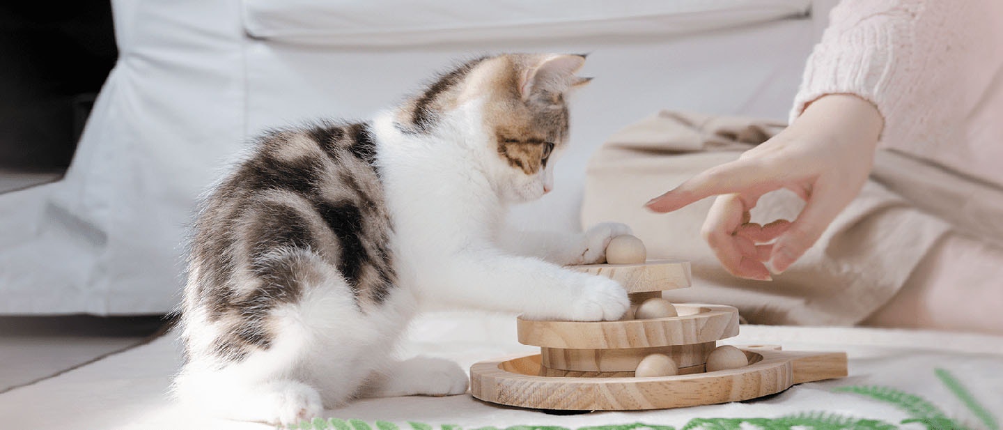 How To Train A Cat